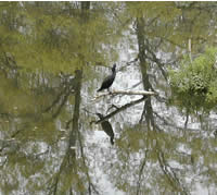 Scarborough Pond cormorant